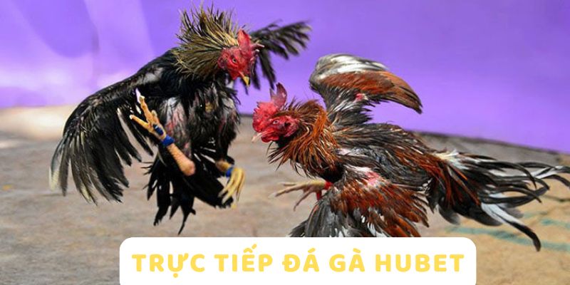 Giới Thiệu HUBET 6 Đá gà HUBET trực tiếp kịch tính